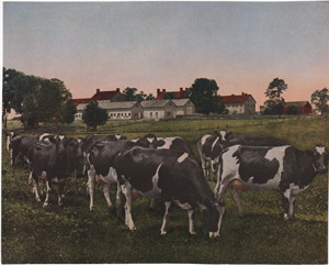 Vintage Calendar Art cows, cattle, livestock, farm life, etc.